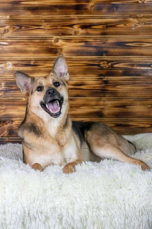 Собаки в Москве: Рыжая малышка Аврора в дар Девочка, 1 руб. - фото 8