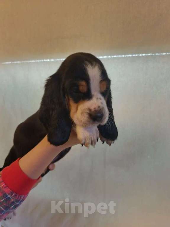 Собаки в Краснодаре: Щенки бассет-хаунд Разнополые, 22 000 руб. - фото 6