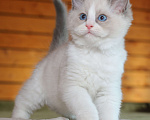 Кошки в Санкт-Петербурге: Рэгдолл мальчик Мальчик, 60 000 руб. - фото 1