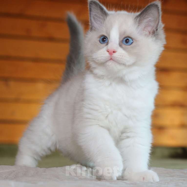 Кошки в Санкт-Петербурге: Рэгдолл мальчик Мальчик, 60 000 руб. - фото 1
