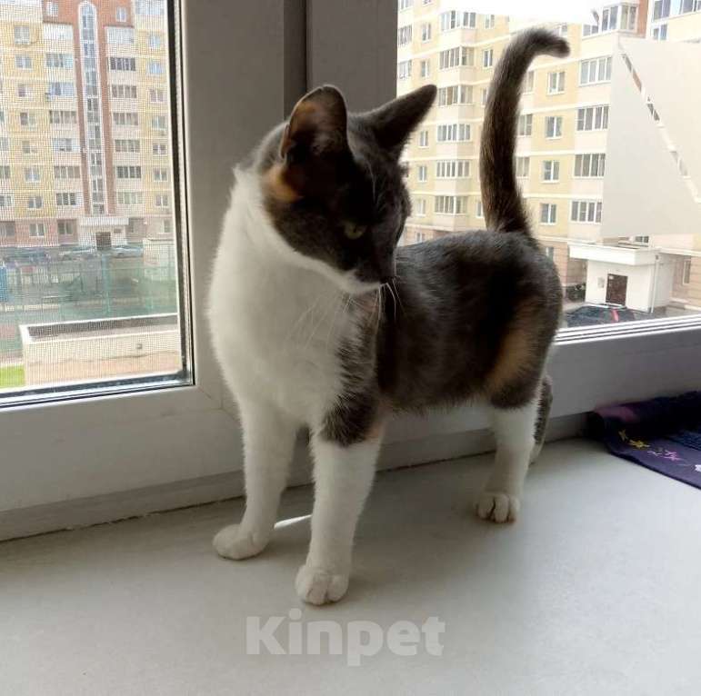 Кошки в Москве: Мура в добрые руки Девочка, Бесплатно - фото 1