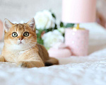 Кошки в Владивостоке: Очаровательная британская девочка Девочка, 60 000 руб. - фото 2