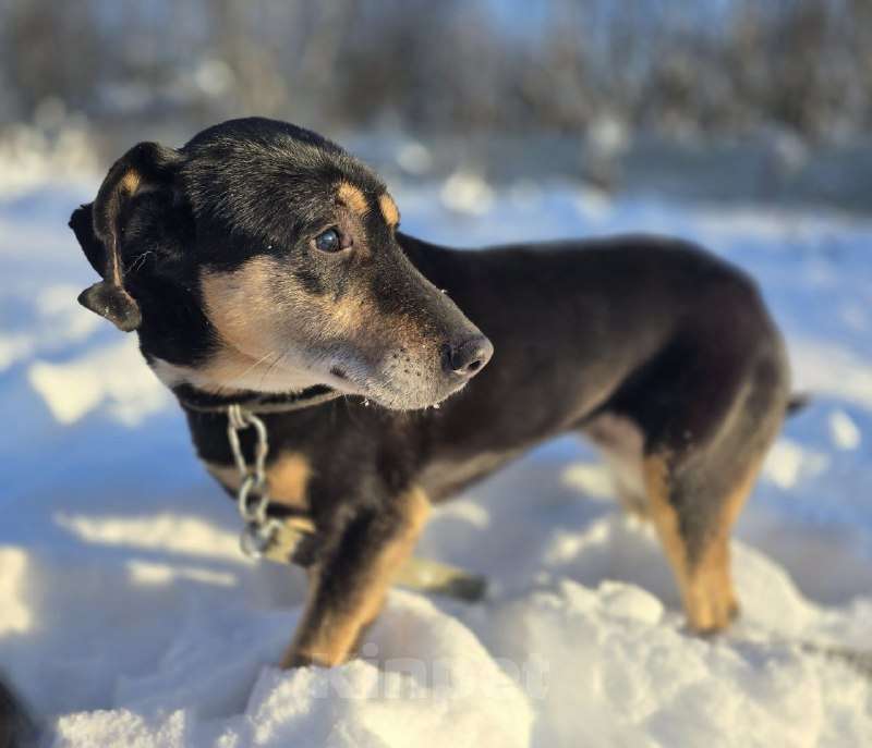 Собаки в Королеве: Габи – скромная и тихая собака. Девочка, Бесплатно - фото 8