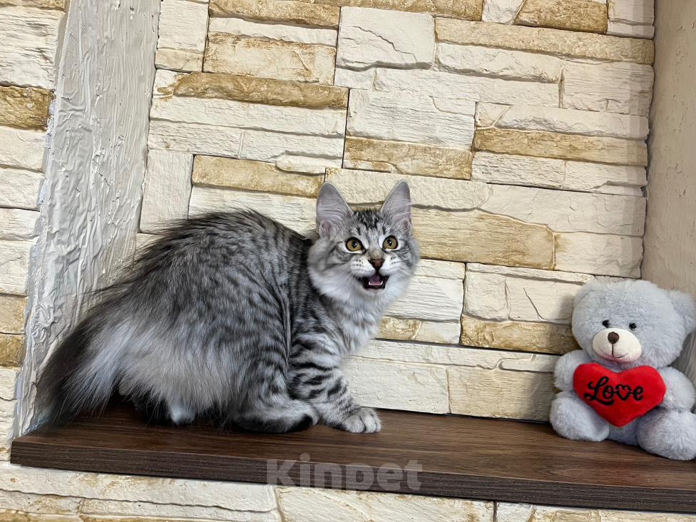 Кошки в Волгограде: Курильский бобтейл Девочка, 30 000 руб. - фото 2