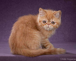 Кошки в Ливны: Котята экзоты, 25 000 руб. - фото 4