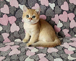 Кошки в Малмыже: Золотые британские котята., 25 000 руб. - фото 3