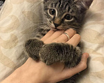 Кошки в Ливны: Котята в добрые руки, 500 руб. - фото 5