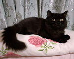 Кошки в Малмыже: Британский длинношёрстный котёнок мальчик. Мальчик, 1 500 руб. - фото 4