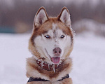 Собаки в Москве: Красивый Рахат в добрые руки! Мальчик, Бесплатно - фото 6