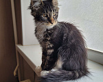 Кошки в Самаре: Мейн кун полидакт Девочка, 30 000 руб. - фото 5