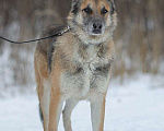 Собаки в Москве: Волк Мальчик, Бесплатно - фото 3