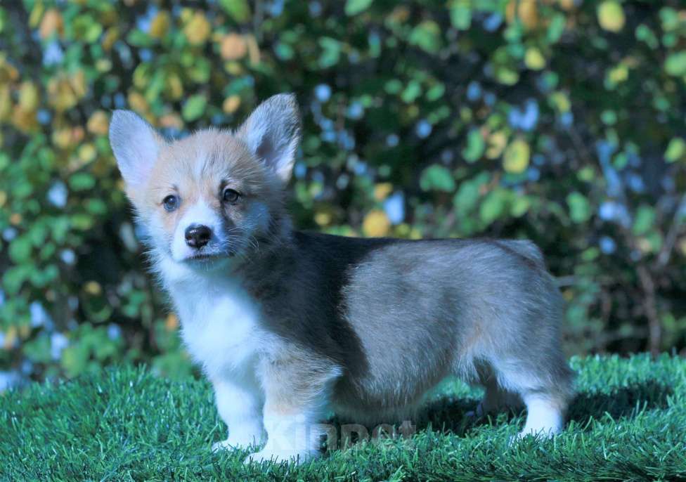 Собаки в Москве: вельш корги пемброк Девочка, 80 000 руб. - фото 4