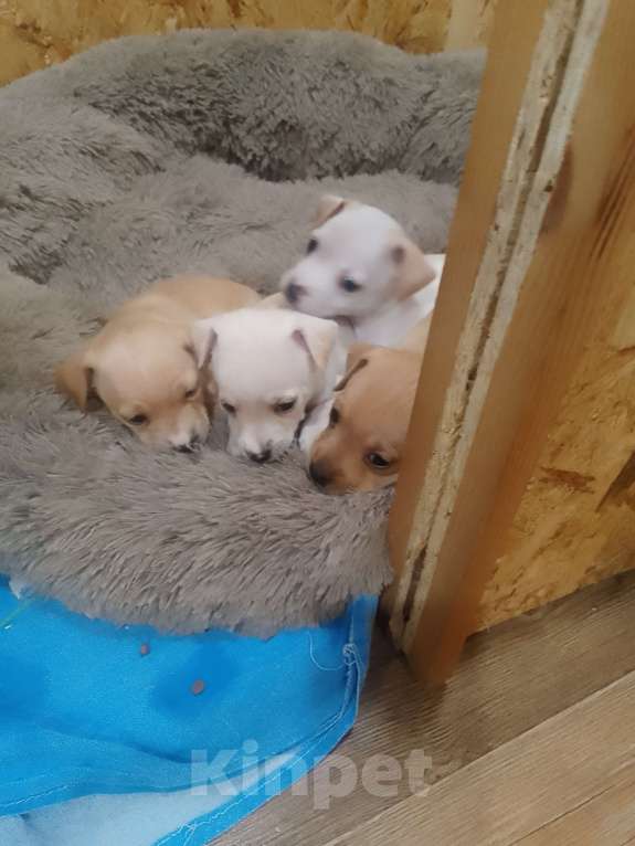 Собаки в Хабаровске: Продам щенков русского той терьера  Мальчик, 20 000 руб. - фото 6