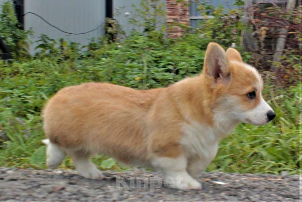 Собаки в Москве: вельш корги пемброк девочка 2.5 мес Девочка, 85 000 руб. - фото 6