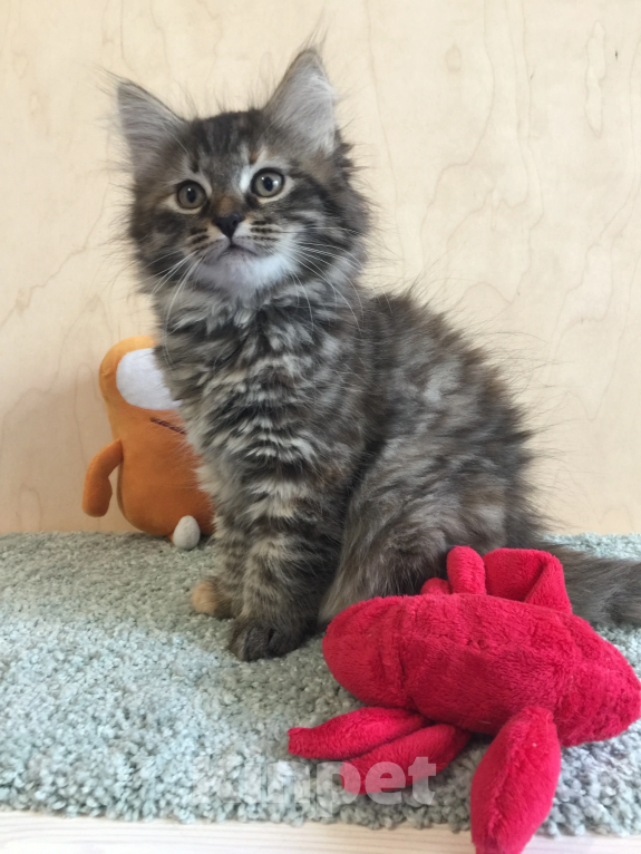 Кошки в Санкт-Петербурге: Сибирские котята Девочка, 45 000 руб. - фото 2