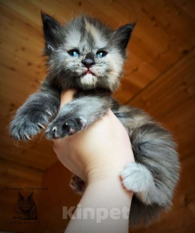 Кошки в Санкт-Петербурге: Девочки черепашки Девочка, 35 000 руб. - фото 1