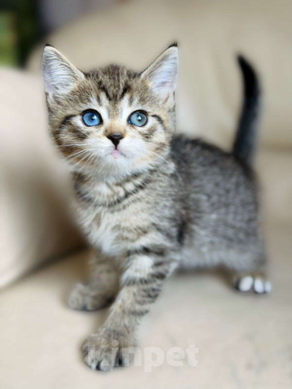 Кошки в Нижнем Новгороде: Разноглазая кошка  Девочка, 15 000 руб. - фото 2