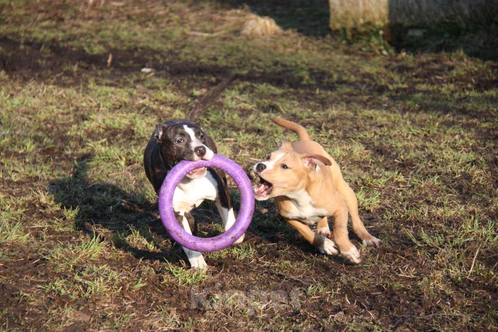 Собаки в других городах Московской области: Американский стаффордширский терьер щенки Мальчик, Бесплатно - фото 8