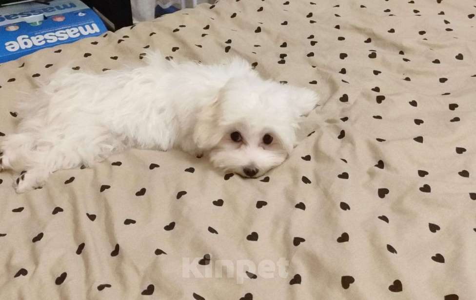 Собаки в Москве: Мальтезе 4 месяца Мальчик, 35 000 руб. - фото 2