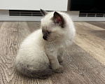 Кошки в Москве: Котёнок Гав  Девочка, Бесплатно - фото 3