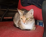 Кошки в Мурином: Кошечка в добрые руки Девочка, Бесплатно - фото 6