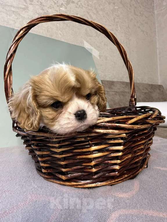 Собаки в Москве: Девочка ККЧС Девочка, 150 000 руб. - фото 6