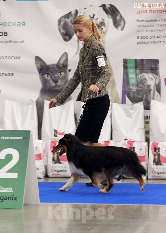 Собаки в Санкт-Петербурге: Вязка шелти Мальчик, 10 000 руб. - фото 4