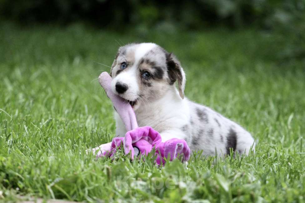Собаки в Москве: Вельш корги кардиган Мальчик, Бесплатно - фото 2