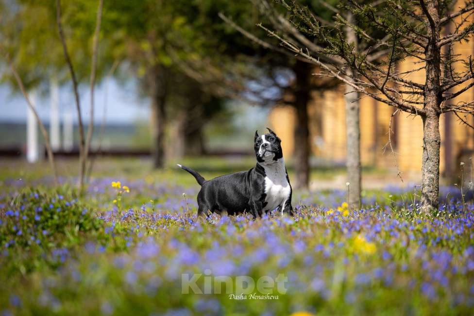 Собаки в других городах Московской области: Амстафф щенки  Мальчик, 120 000 руб. - фото 3
