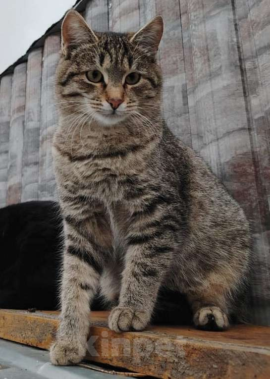 Кошки в других городах Башкортостана: Активный которебенок в поиске преданных хозяев Мальчик, 500 руб. - фото 5