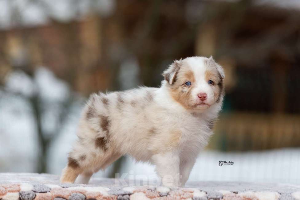 Собаки в Москве: Австралийская овчарка, аусси Девочка, 150 000 руб. - фото 10