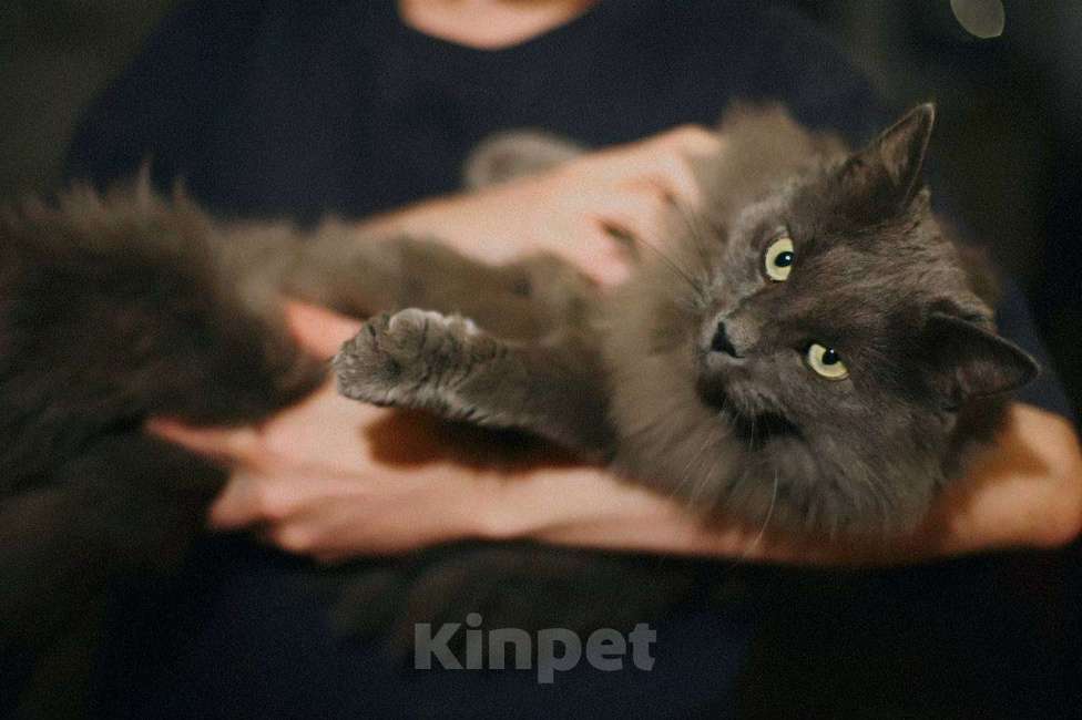 Кошки в Балашихе: Котик нибелунг Сырник Мальчик, Бесплатно - фото 4