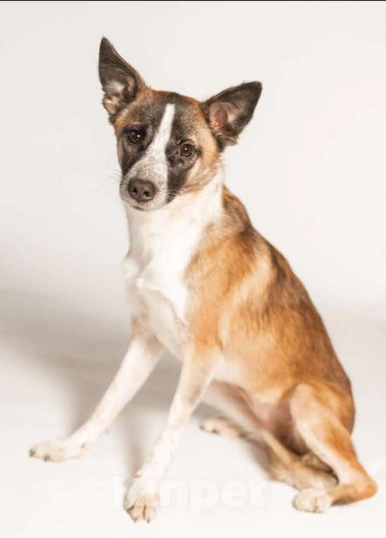 Собаки в Москве: Подстреленная малышка Салли ищет дом Девочка, 1 руб. - фото 1