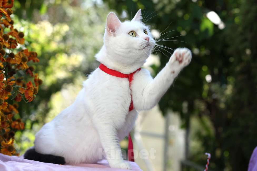 Кошки в Москве: Белоснежная кошечка в добрые руки  Девочка, Бесплатно - фото 2