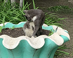 Кошки в Тюмени: серый кот в добрые руки Мальчик, Бесплатно - фото 3