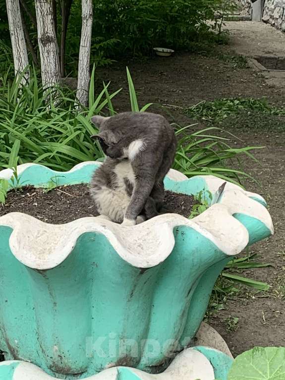 Кошки в Тюмени: серый кот в добрые руки Мальчик, Бесплатно - фото 3