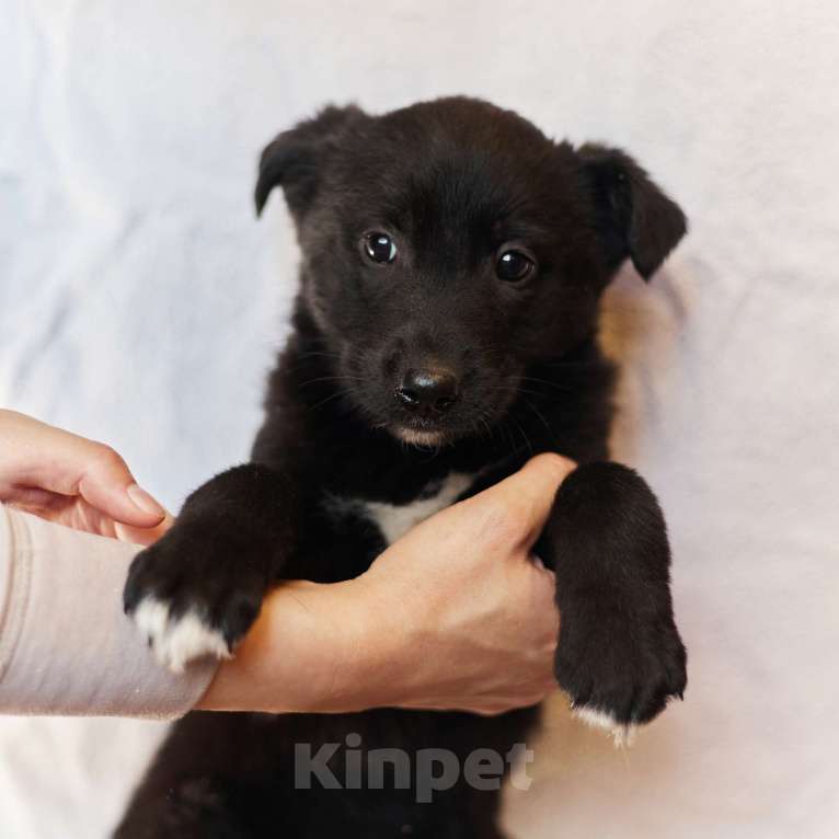 Собаки в других городах Московской области: Щенок 1,5-2 месяца Бирма в добрые руки Девочка, Бесплатно - фото 2