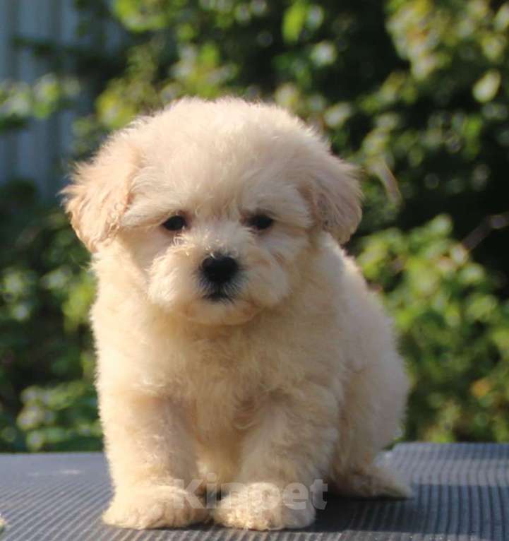 Собаки в Москве: мальтипу Ф1 щенки мини и микро Мальчик, 100 000 руб. - фото 5