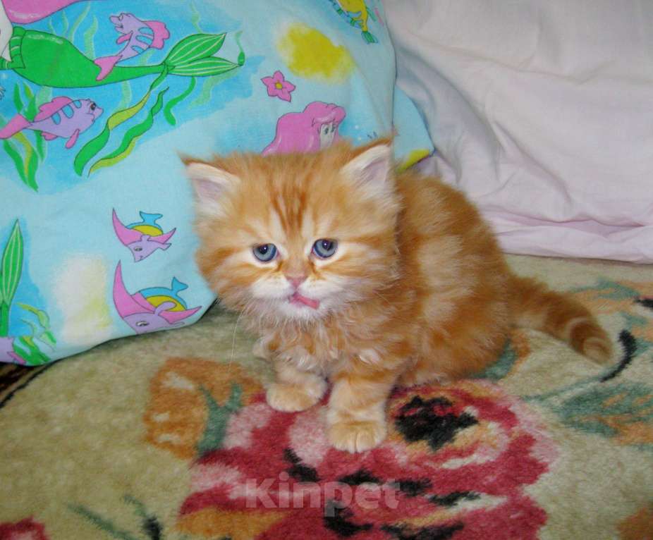 Кошки в Ставрополе: Красный мраморный хайленд Девочка, 25 000 руб. - фото 7