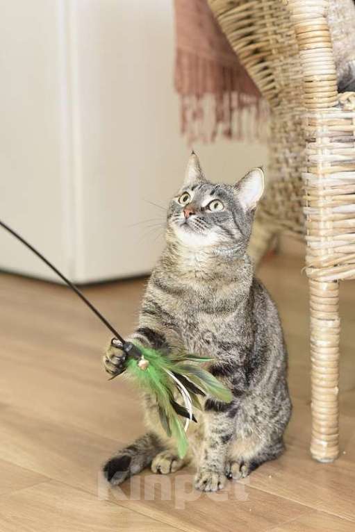 Кошки в Москве: Ласковая полосатая кошка Ириска с кистями на ушах ищет дом Девочка, Бесплатно - фото 3