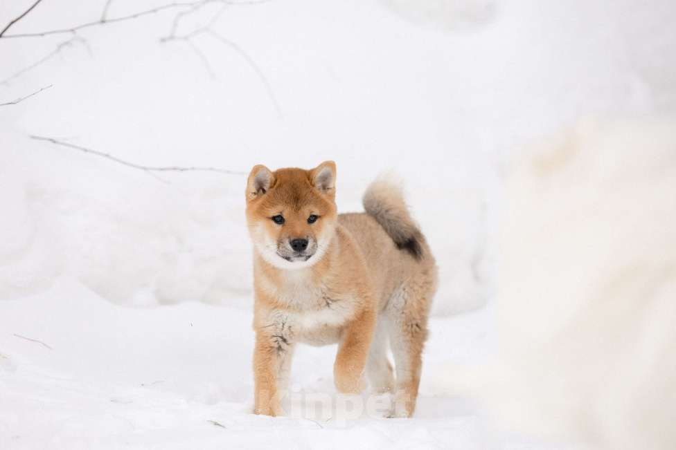Собаки в Новосибирске: Щенки Сиба Ину Девочка, 60 000 руб. - фото 3