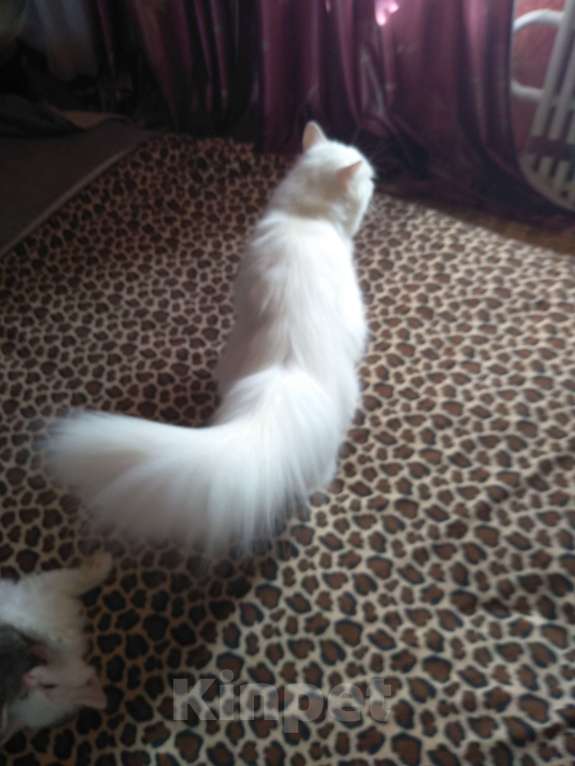 Кошки в Курске: котята в добрые руки Мальчик, 1 руб. - фото 5