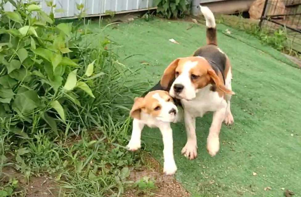 Собаки в Москве: Шикарный мальчик бигля Мальчик, 80 000 руб. - фото 3