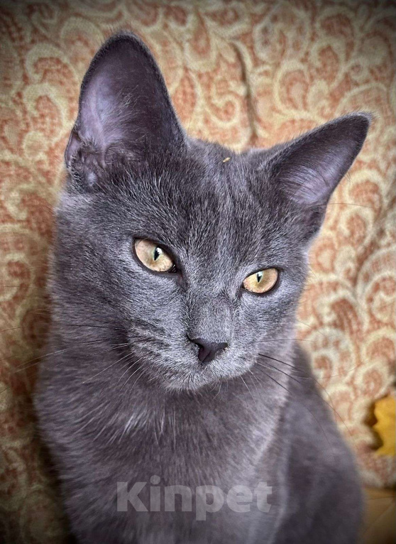 Кошки в Москве: Голубой котенок в добрые руки Мальчик, Бесплатно - фото 1