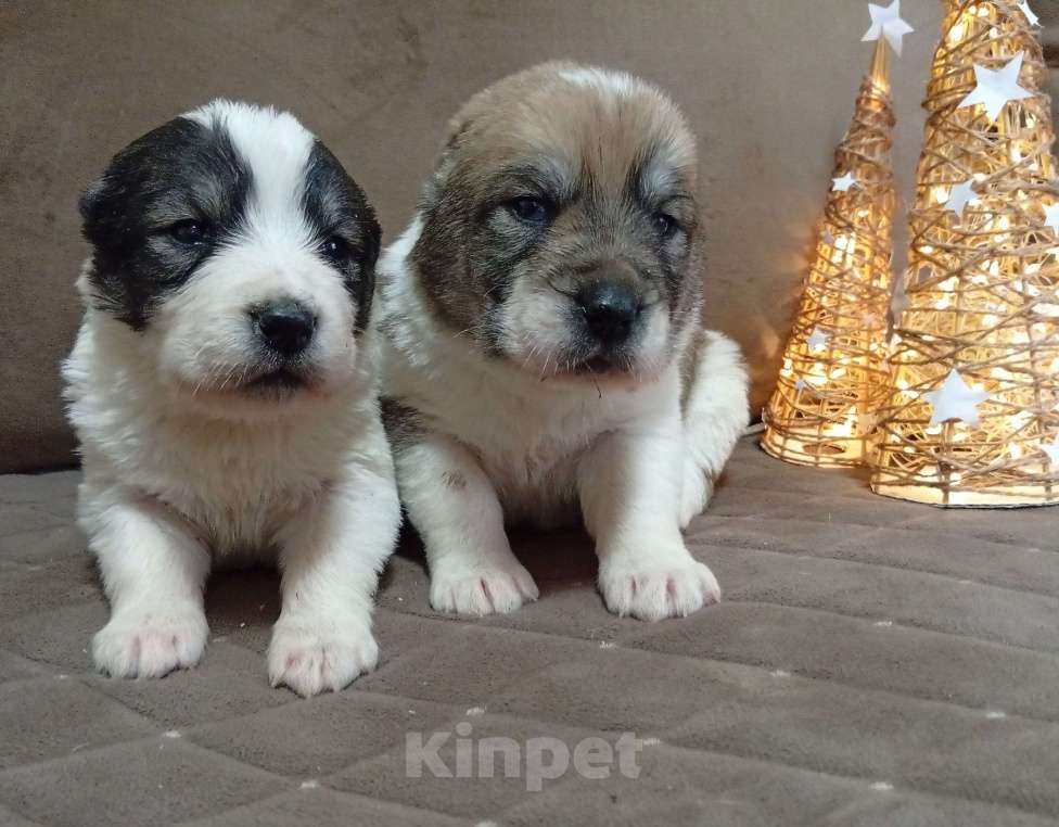 Собаки в Печоре: Щенки САО Девочка, 30 000 руб. - фото 4