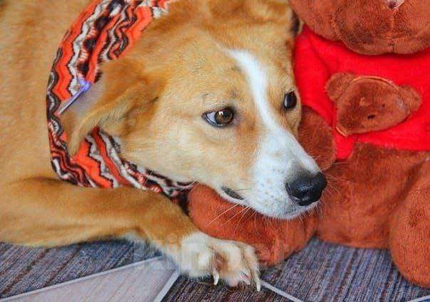 Собаки в Липецке: Ася ищет семью  Девочка, Бесплатно - фото 1