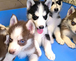 Собаки в Высоковске: Продаются щенки Хаски . Родились 19 сентября. Кушают самостоятельно Мальчик, 15 000 руб. - фото 3