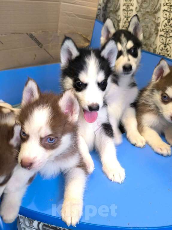 Собаки в Высоковске: Продаются щенки Хаски . Родились 19 сентября. Кушают самостоятельно Мальчик, 15 000 руб. - фото 3