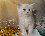 Кошки в Краснодаре: Котята Мейн-кун Девочка, 10 000 руб. - фото 1