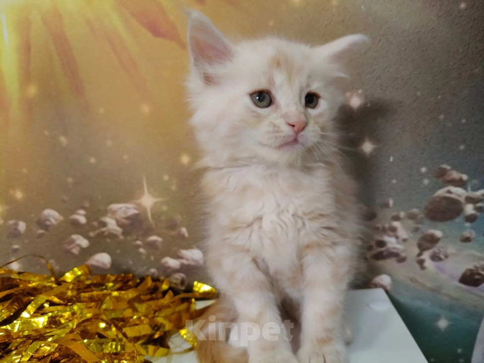 Кошки в Краснодаре: Котята Мейн-кун Девочка, 10 000 руб. - фото 1